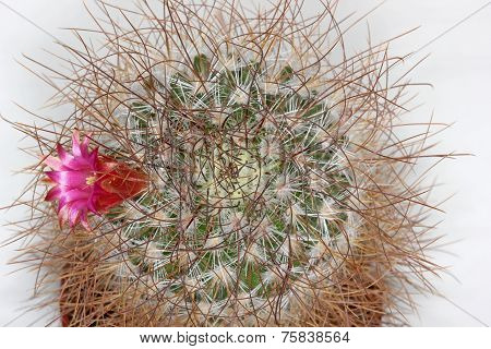 Cactus with pink flower