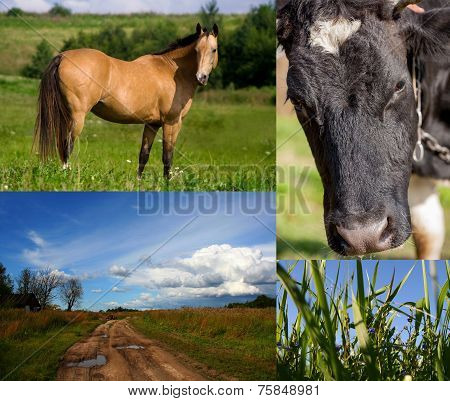 Cow, horse, grass, summer pasture