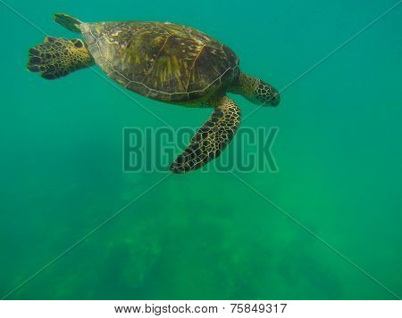 Gliding Sea-Turtle