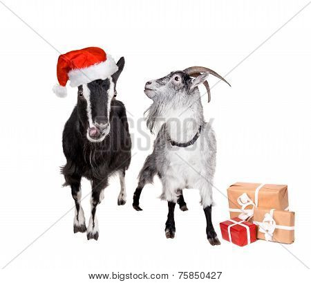 Portrait Of Goats in christmas hat On White