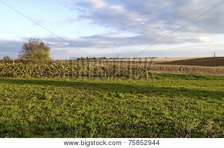 Autumnal view of maize field and vineyard
