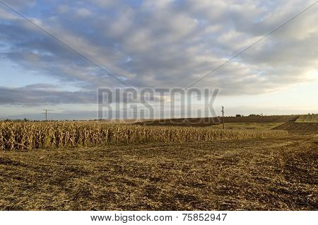 Autumnal view of maize field