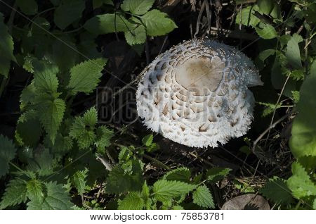 Parasol mushroom (Lepiota  pro??r?)