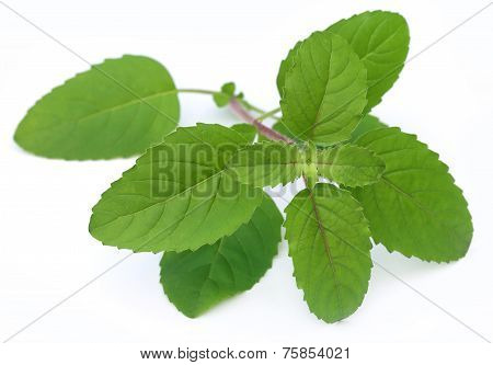Medicinal Red Tulsi Leaves