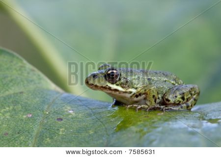 Petite grenouille