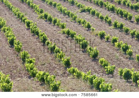 Vinice