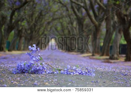 Suburban Road With Line Of Jacaranda Trees And Small Branch With Flowers