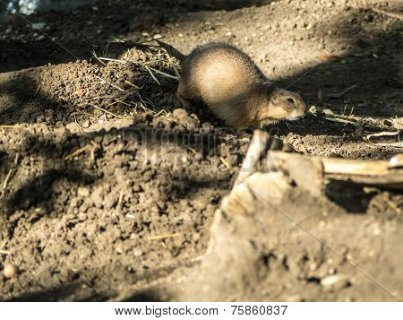 Prairie Dog
