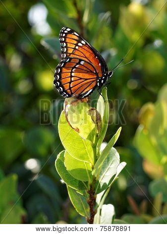 Regal Monarch Butterfly Posing