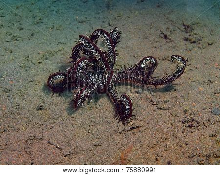 Crinoid