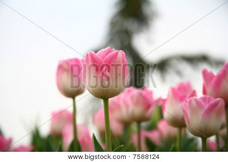 Blomma bakgrund