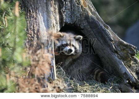 raccoon