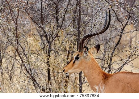 Portrait Of Springbok Antidorcas Marsupialis