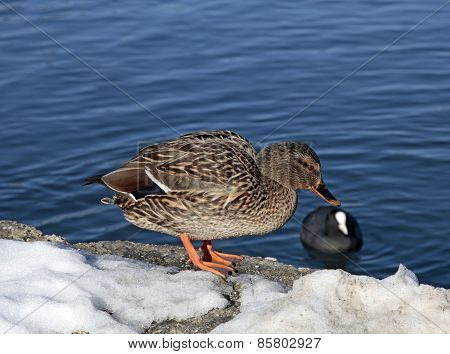 Duck On The Snow Coast The Lake Bled
