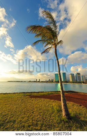 Single Palm Tree By Bay On Grass