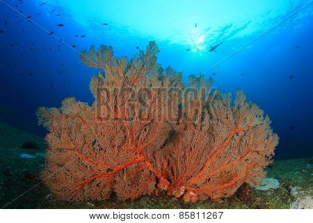 Gorgonian Fan Coral