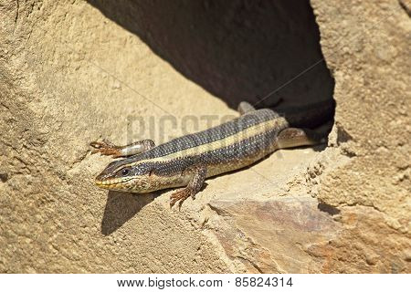 African Lizard Known As Striped Skink, Trachylepsis Striata