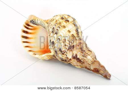Shell Velká spirála