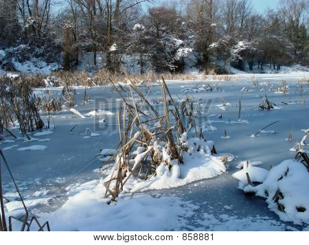 frozen swamps