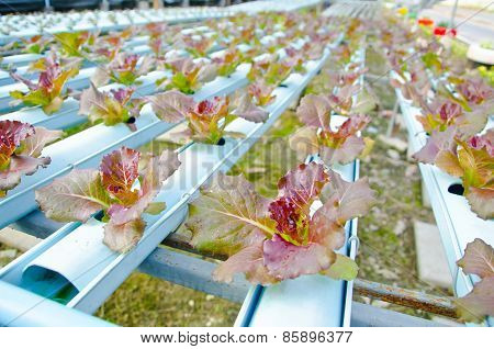 Red Batavia Vegetable In Hydroponic.