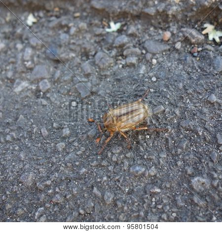 Summer Chafer