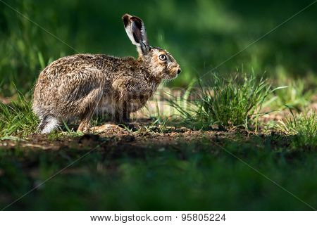 Brown hare (Lepus europaeus)