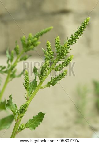 Beet Seeds
