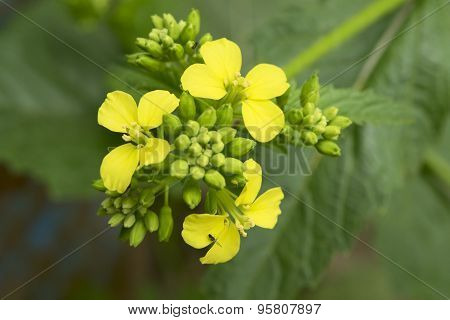 Mustard Flower