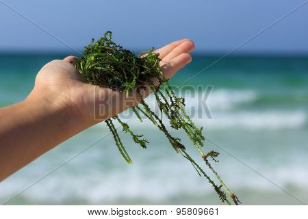 Fresh Seaweed