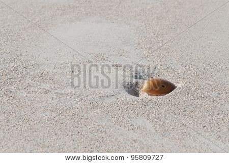 Seashell On A White Sand