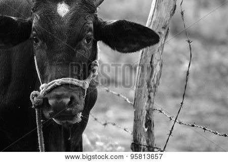 Cow