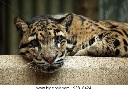 Clouded leopard (Neofelis nebulosa). Wildlife animal. 