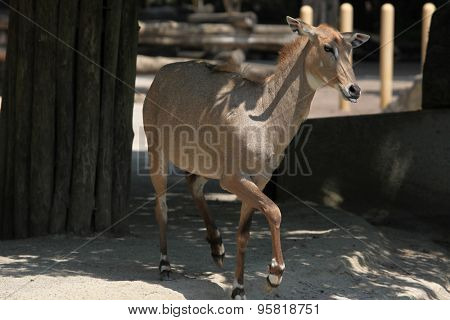 Nilgai (Boselaphus tragocamelus). Wild life animal.