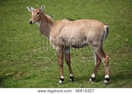 Nilgai (Boselaphus tragocamelus), also known as the nilgau or blue bull. Wildlife animal. 