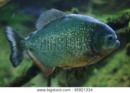 Piranha (Pygocentrus piraya), also known as the man-eating piranha. Wildlife animal. 
