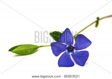 Perwinkle