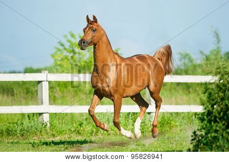 Chestnut Arab Stallion Runs Free In Paddock In Summer