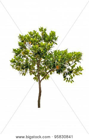 Jackfruit Tree