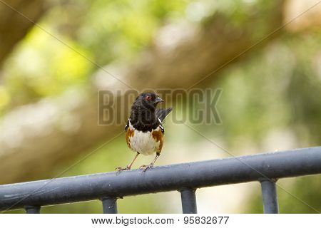 Brown And Black Towhee