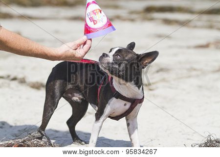 Boston Terrier Birthday Celebration