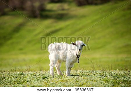 Young goatling outdoors