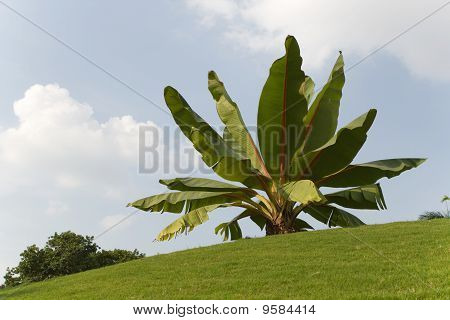 Cliff banan plante