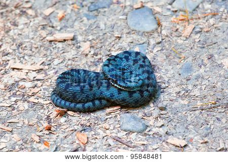 Common European Adder