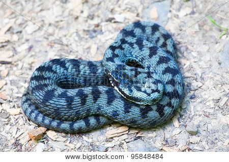 Common European Adder