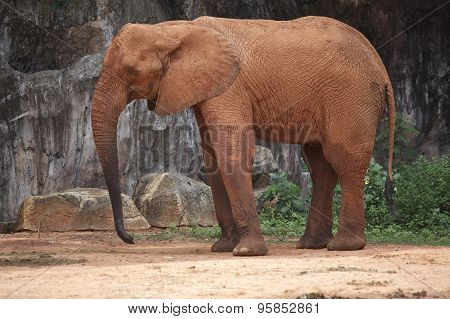 Elephant