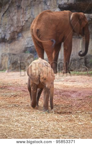 Elephant Baby
