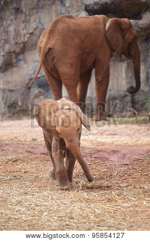 Elephant Baby
