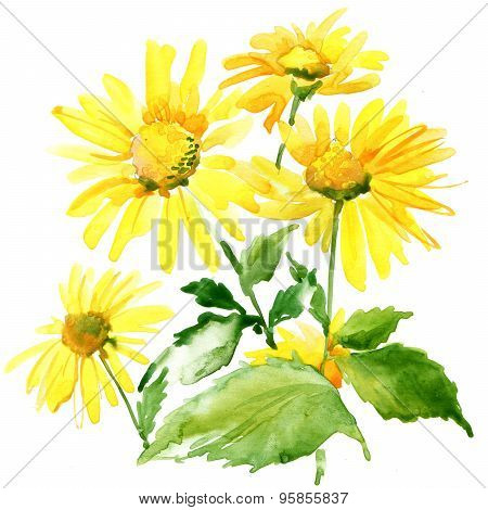 Summer garden flowers. watercolor illustration