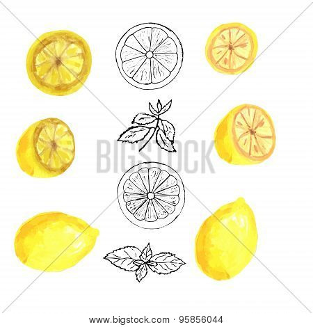 watercolor lemons  and mint sketch