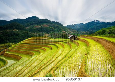 Rice fields on terraced in rainny season at Mu Cang Chai, Yen Bai, Vietnam.